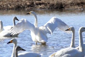 Tundra Swan 愛知県一宮市木曽川町下宝江 Sun, 1/14/2018