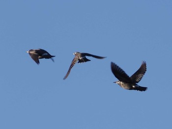 White-cheeked Starling 川崎市宮前区 Sun, 2/23/2020