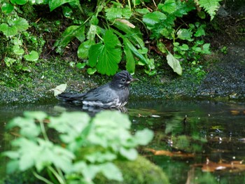 Japanese Thrush 支笏湖野鳥の森 Sun, 9/20/2015