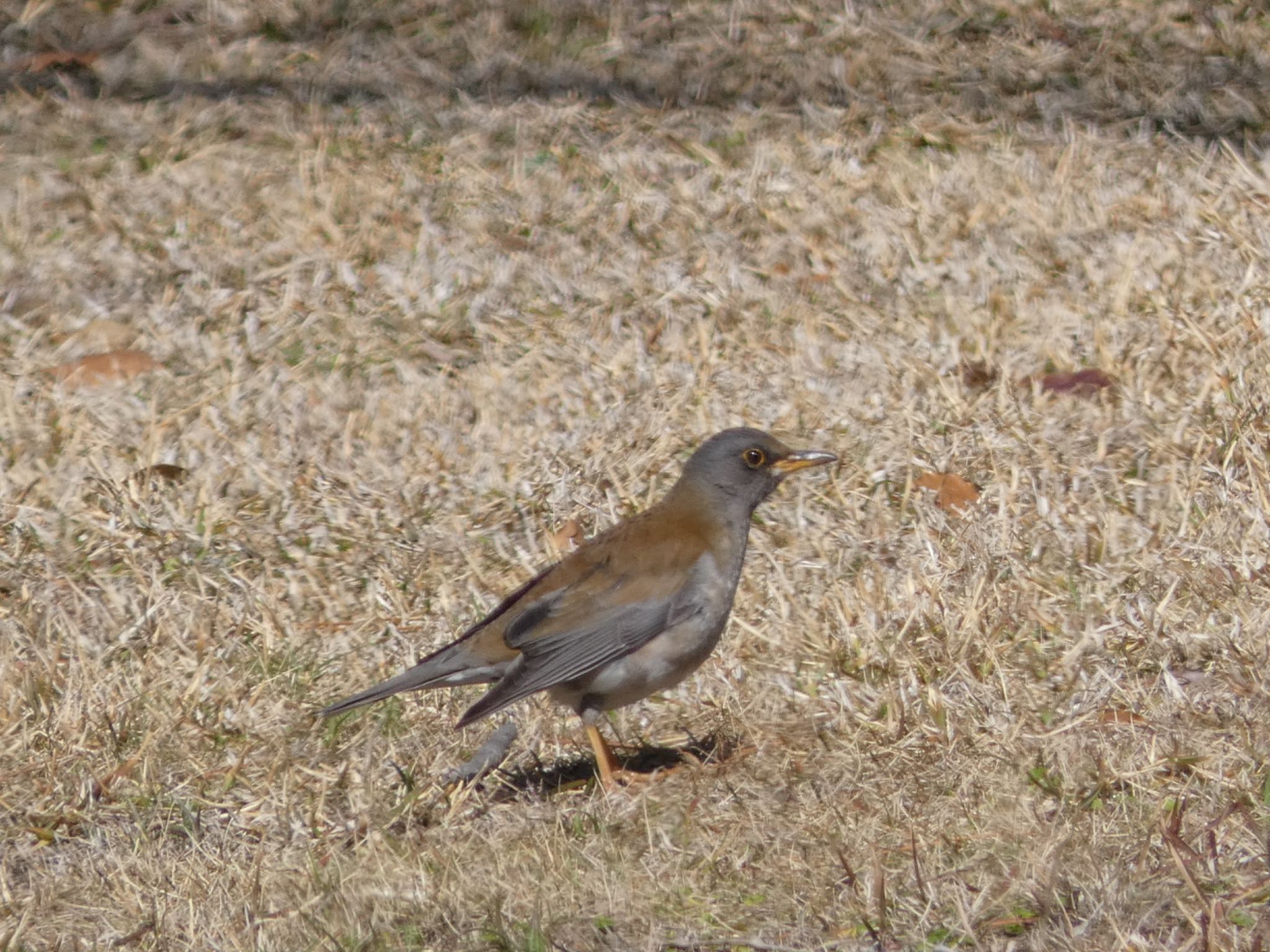 Photo of Pale Thrush at 鹿児島県立吉野公園 by  nyaonyao