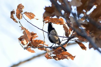 2020年2月23日(日) 多摩川二ヶ領宿河原堰の野鳥観察記録