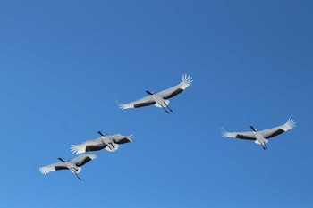 Red-crowned Crane Tsurumidai Mon, 2/11/2019