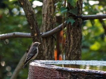 Grey-streaked Flycatcher 権現山(弘法山公園) Thu, 11/19/2015