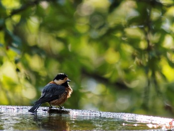 Varied Tit 権現山(弘法山公園) Sat, 10/24/2015