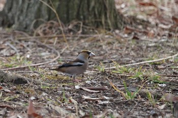 2020年2月23日(日) 甲山森林公園の野鳥観察記録