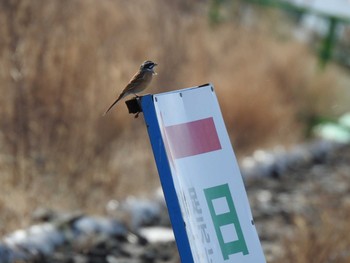 ホオジロ 蒲生干潟(仙台市) 2020年2月23日(日)