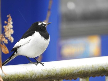 セグロセキレイ 青葉山公園 2020年2月23日(日)