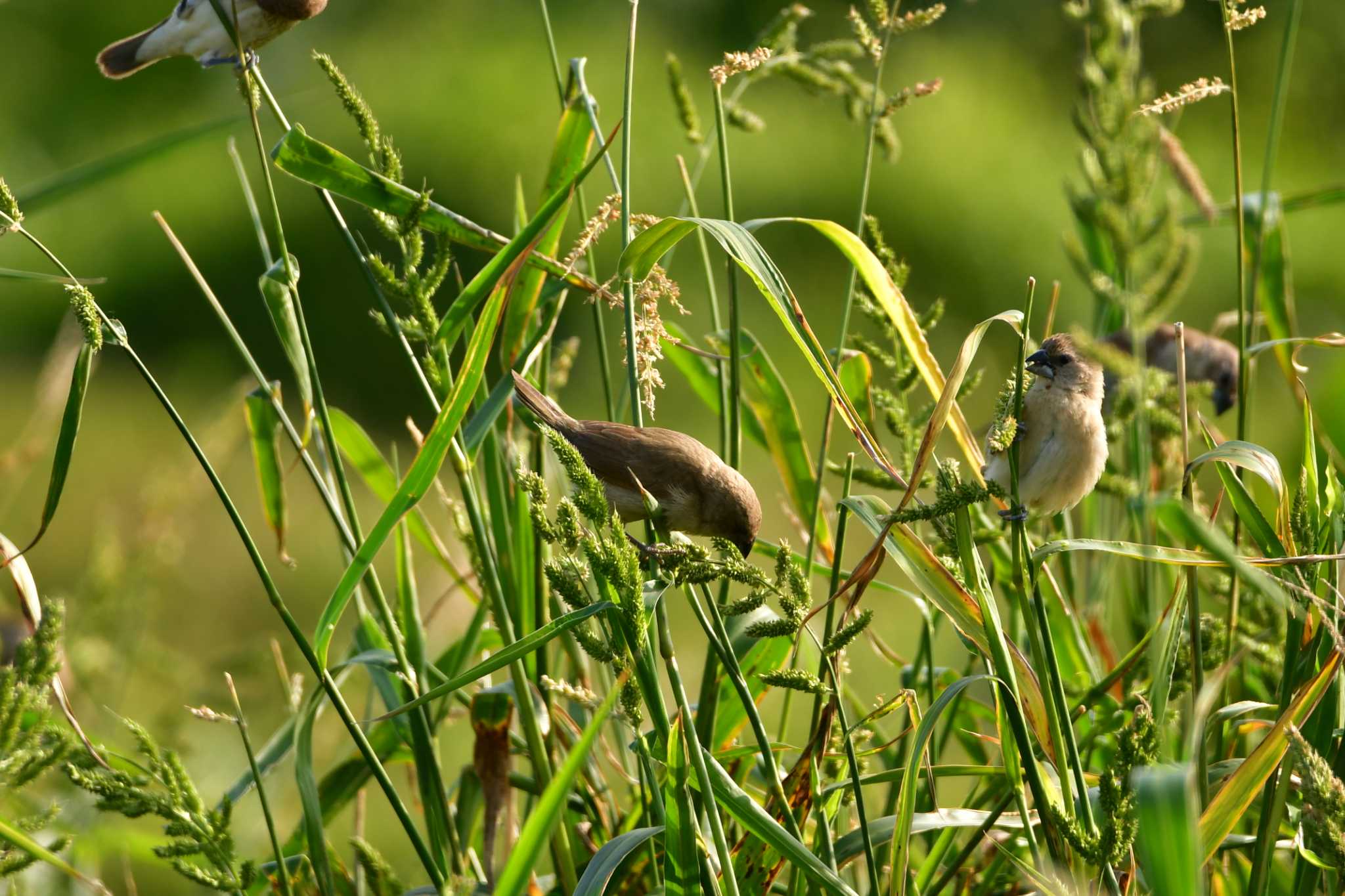 Photo of Scaly-breasted Munia at 金武町田いも畑(沖縄県) by ashiro0817