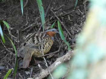 Chinese Bamboo Partridge Mt. Takao Sun, 2/23/2020