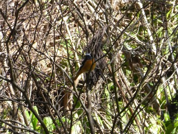 Daurian Redstart Mt. Takao Sun, 2/23/2020