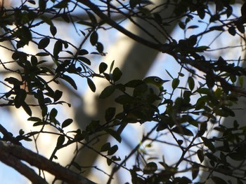 Warbling White-eye Mt. Takao Sun, 2/23/2020