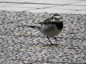 White Wagtail 赤坂アークヒルズ Thu, 12/4/2014