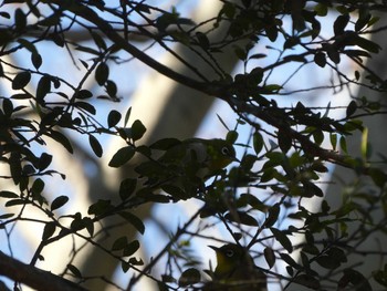 Warbling White-eye Mt. Takao Sun, 2/23/2020