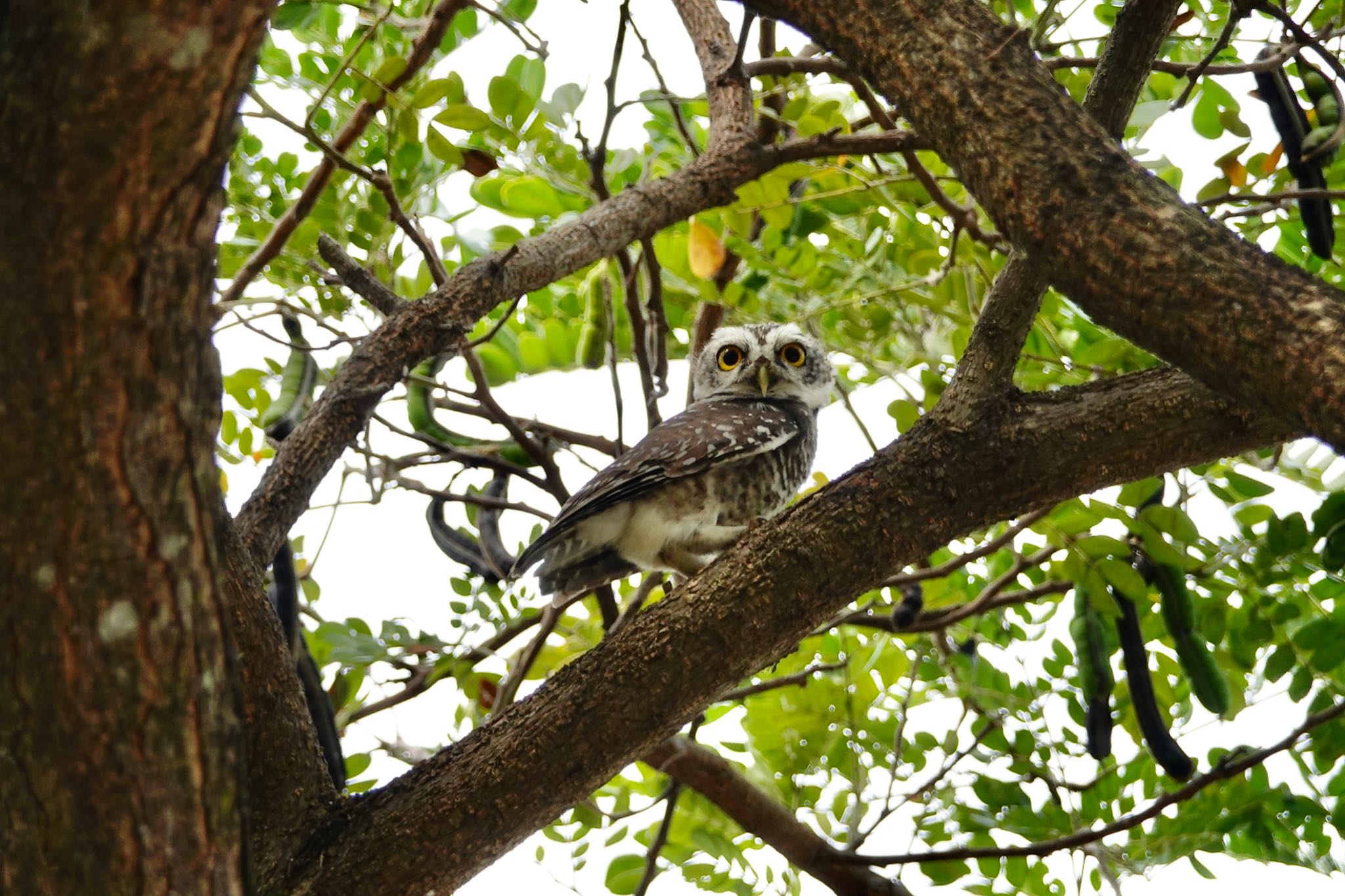 タイ中部 インドコキンメフクロウの写真 by のどか