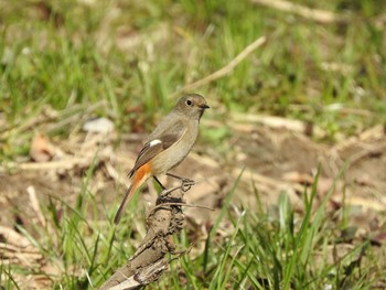 2020年2月23日(日) 谷中湖の野鳥観察記録