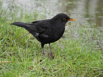 Chinese Blackbird イギリス Mon, 2/17/2014