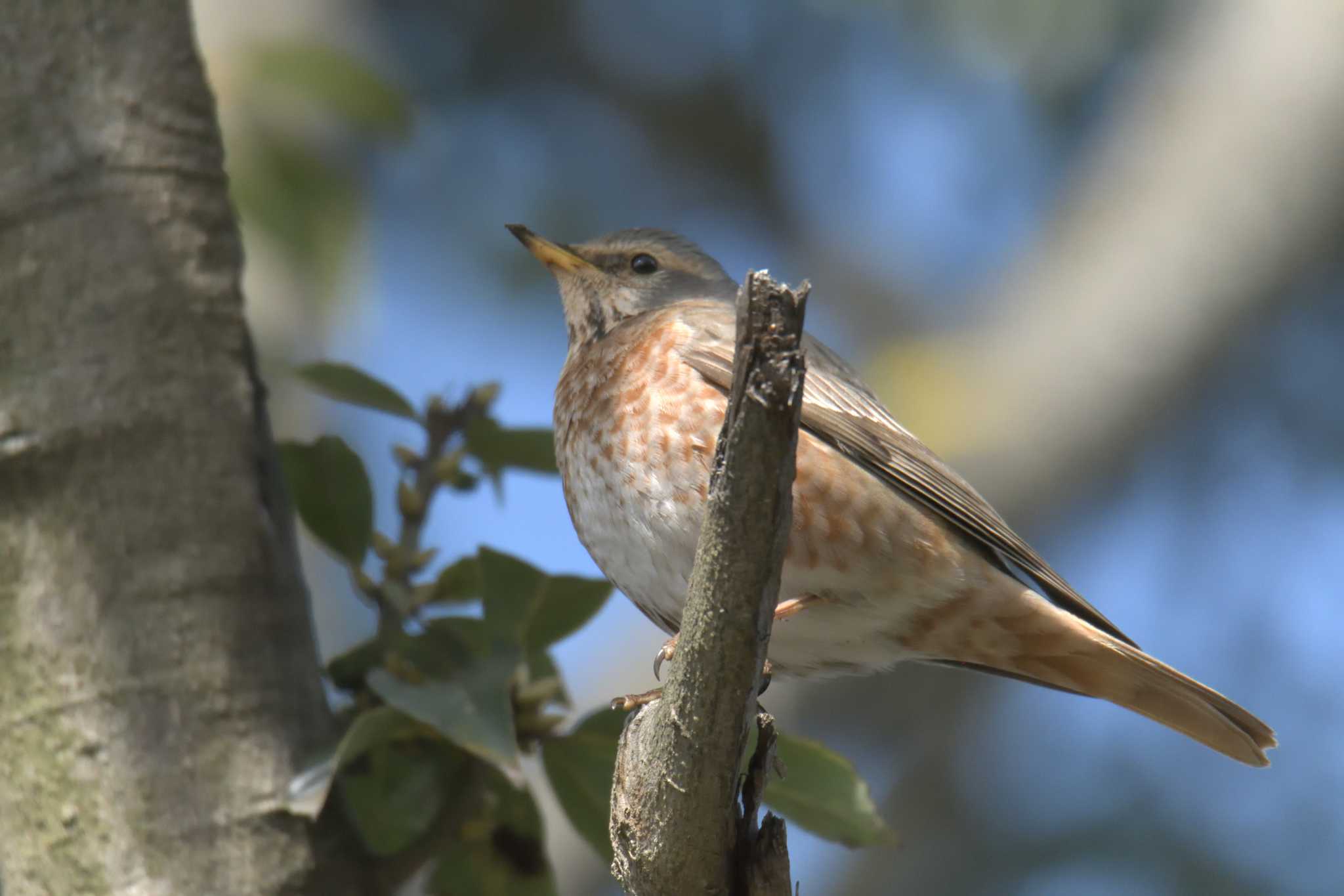 Photo of Naumann's Thrush at 京都府立植物園 by masatsubo