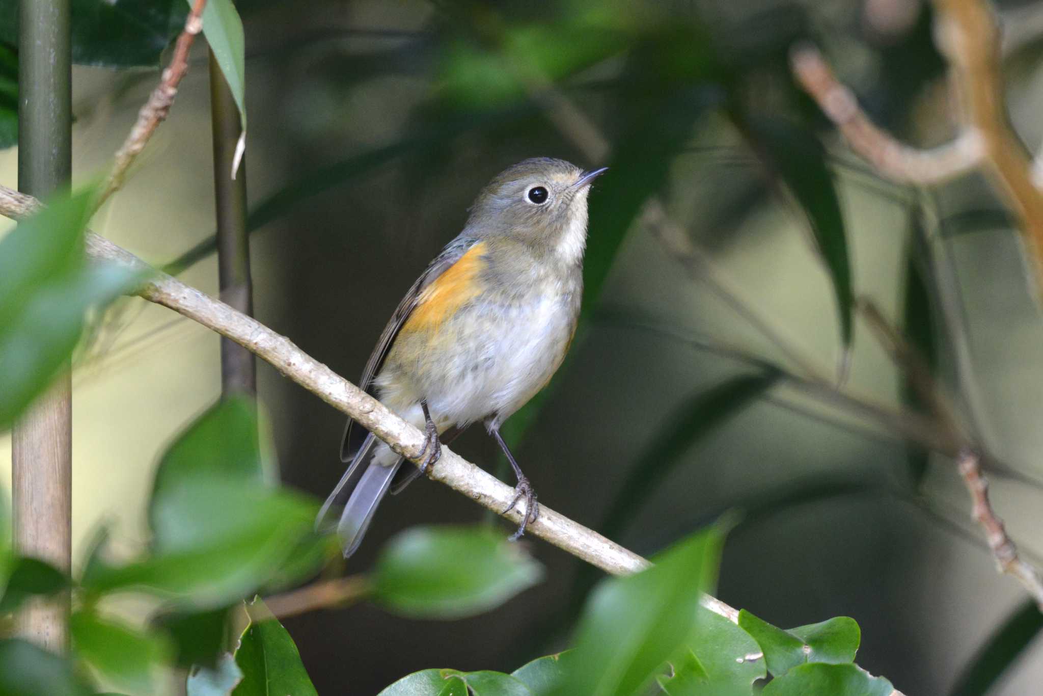 Photo of Red-flanked Bluetail at 王滝渓谷 by ポッちゃんのパパ