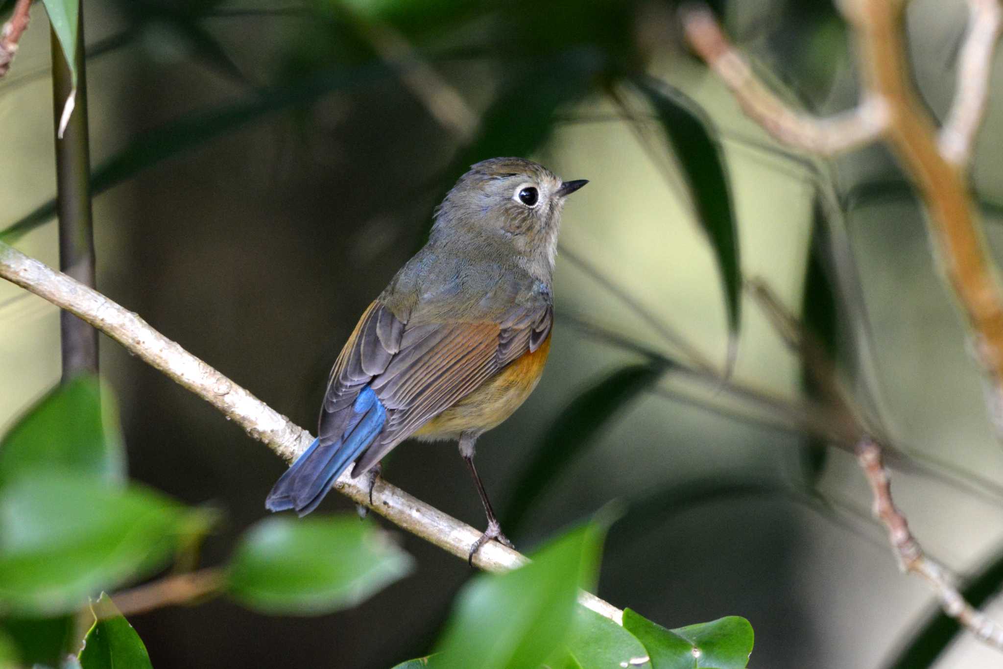 Photo of Red-flanked Bluetail at 王滝渓谷 by ポッちゃんのパパ