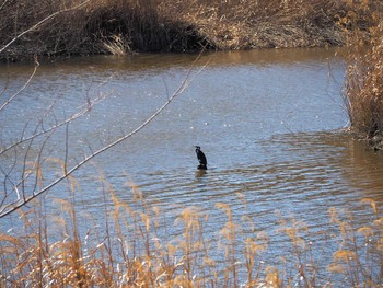 Great Cormorant 境川遊水地公園 Sun, 2/23/2020