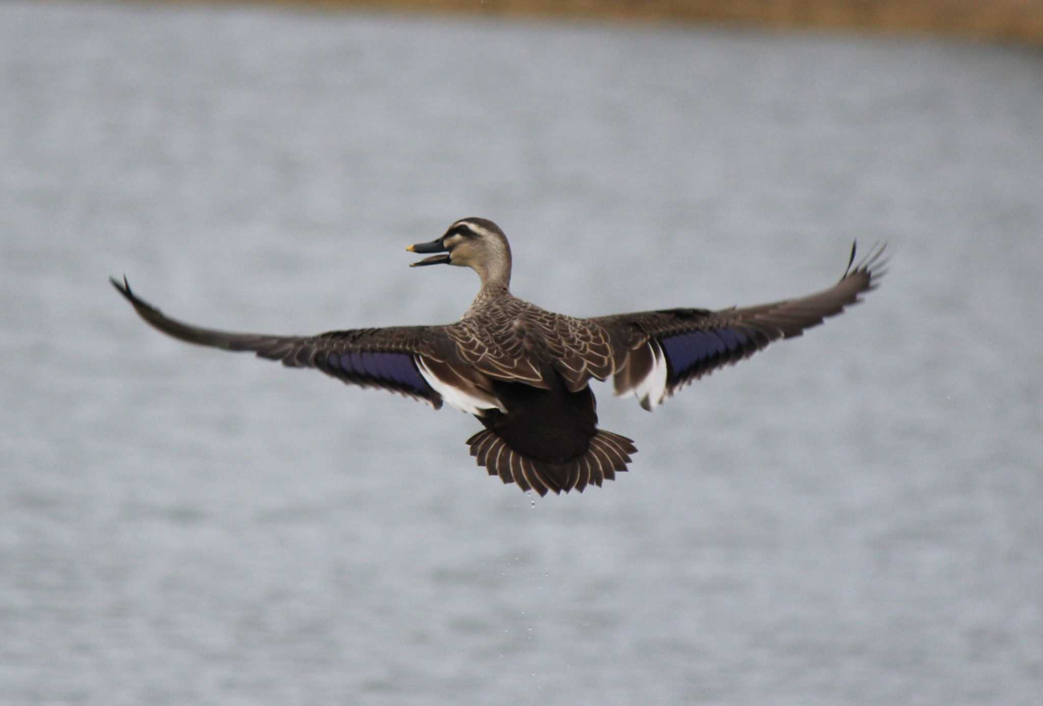 Photo of Eastern Spot-billed Duck at 山本山(滋賀県) by presto114