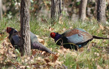 Green Pheasant 滋賀県びわこ地球市民の森 Sat, 2/22/2020