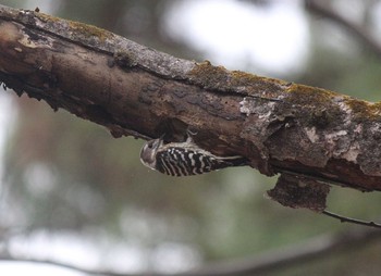 Japanese Pygmy Woodpecker Kyoto Gyoen Mon, 2/17/2020