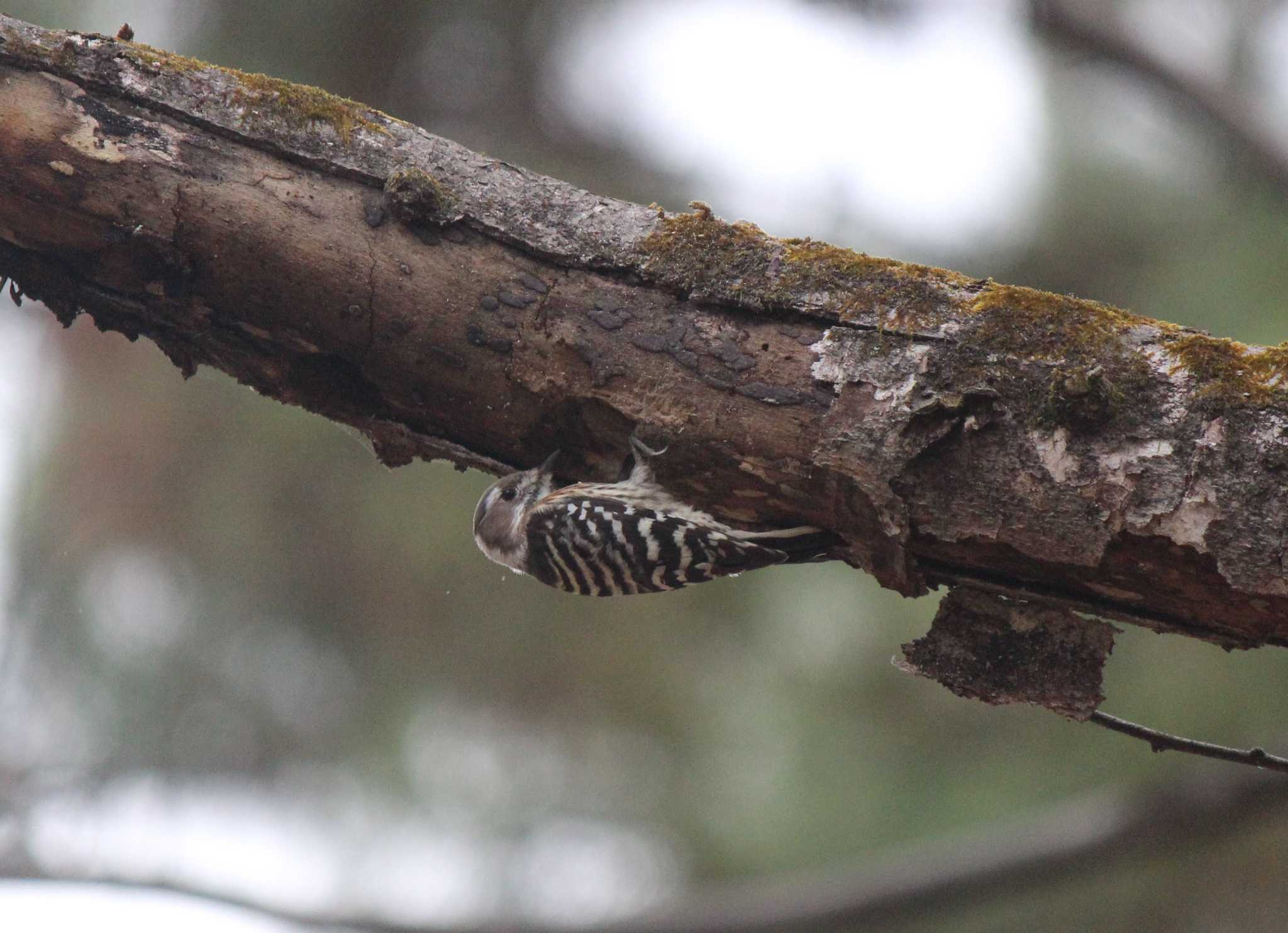 Photo of Japanese Pygmy Woodpecker at Kyoto Gyoen by presto114