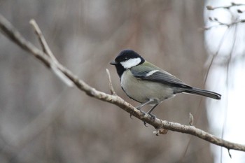 Japanese Tit Kyoto Gyoen Mon, 2/17/2020