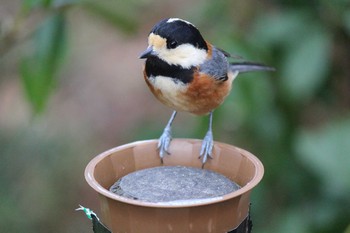 Varied Tit Kyoto Gyoen Mon, 2/17/2020