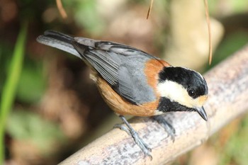 Varied Tit Kyoto Gyoen Mon, 2/17/2020