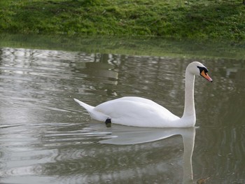 Mute Swan イギリス Tue, 2/18/2014