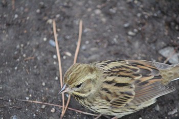 Olive-backed Pipit Kyoto Gyoen Mon, 2/17/2020