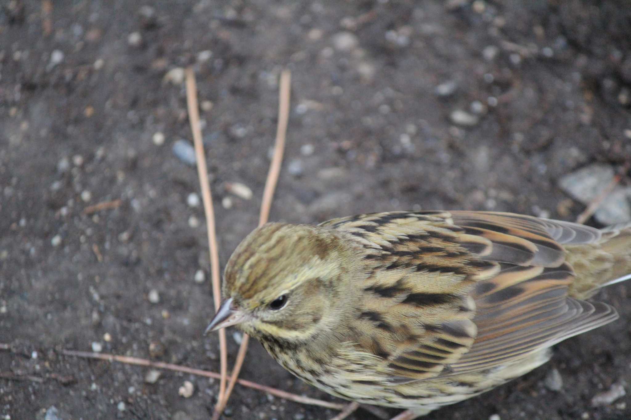 Photo of Olive-backed Pipit at Kyoto Gyoen by presto114