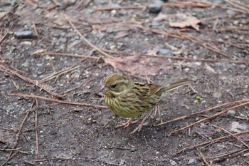 Olive-backed Pipit Kyoto Gyoen Mon, 2/17/2020