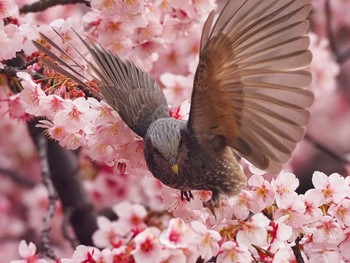 2020年2月15日(土) 新宿御苑の野鳥観察記録