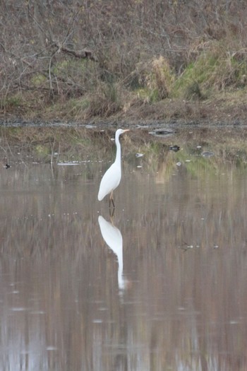 Grey Heron 愛知県一宮市木曽川町下宝江 Sun, 1/12/2020