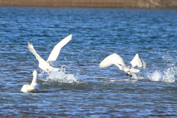 コハクチョウ 愛知県一宮市木曽川町下宝江 2019年1月13日(日)