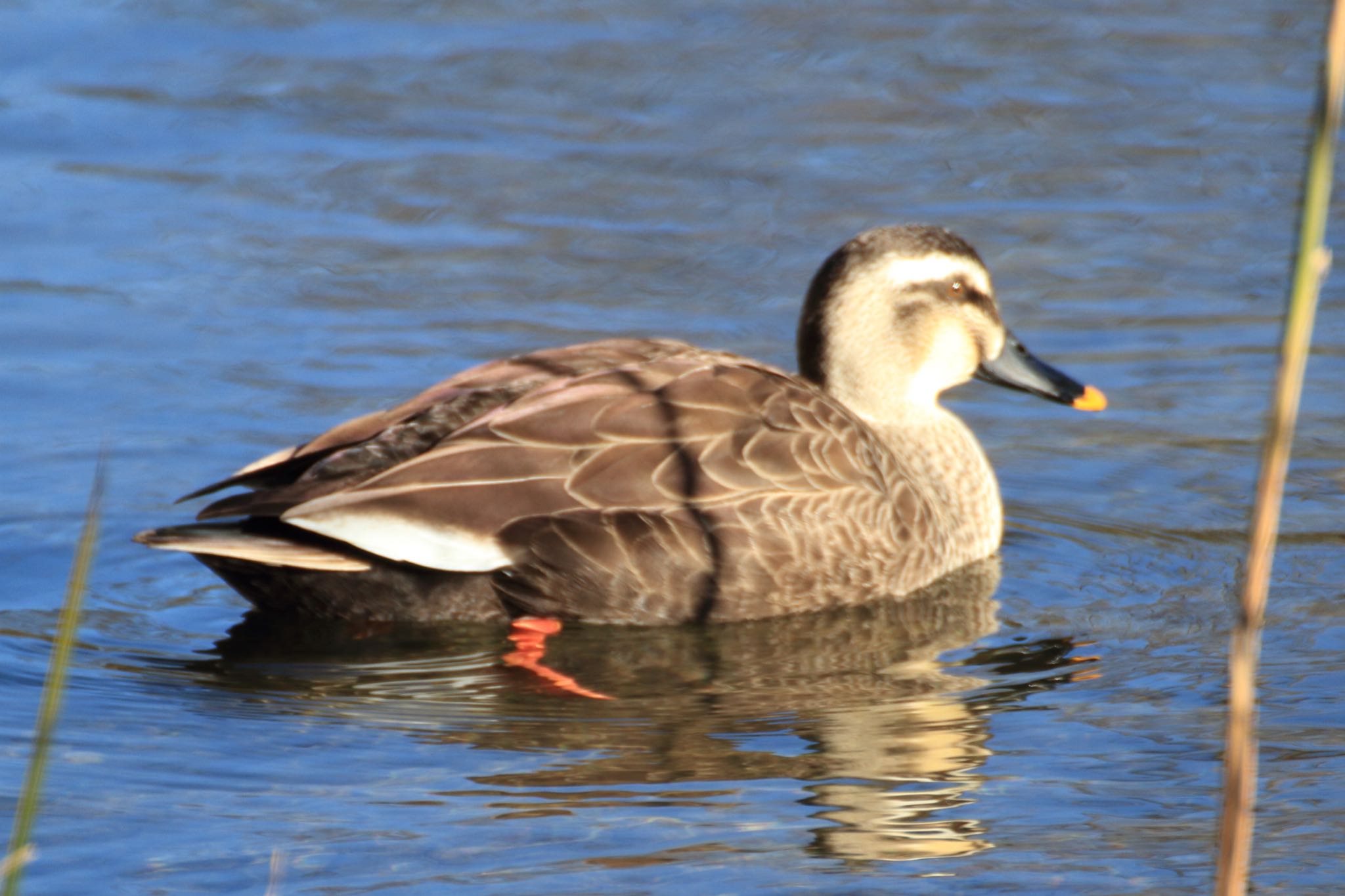 Photo of Eastern Spot-billed Duck at 河川環境楽園 by ごろう