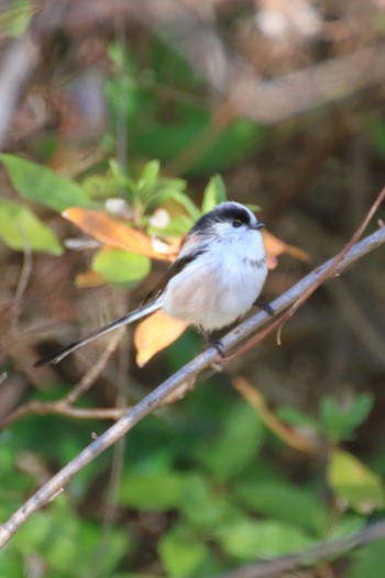 Long-tailed Tit 河川環境楽園 Sun, 1/13/2019