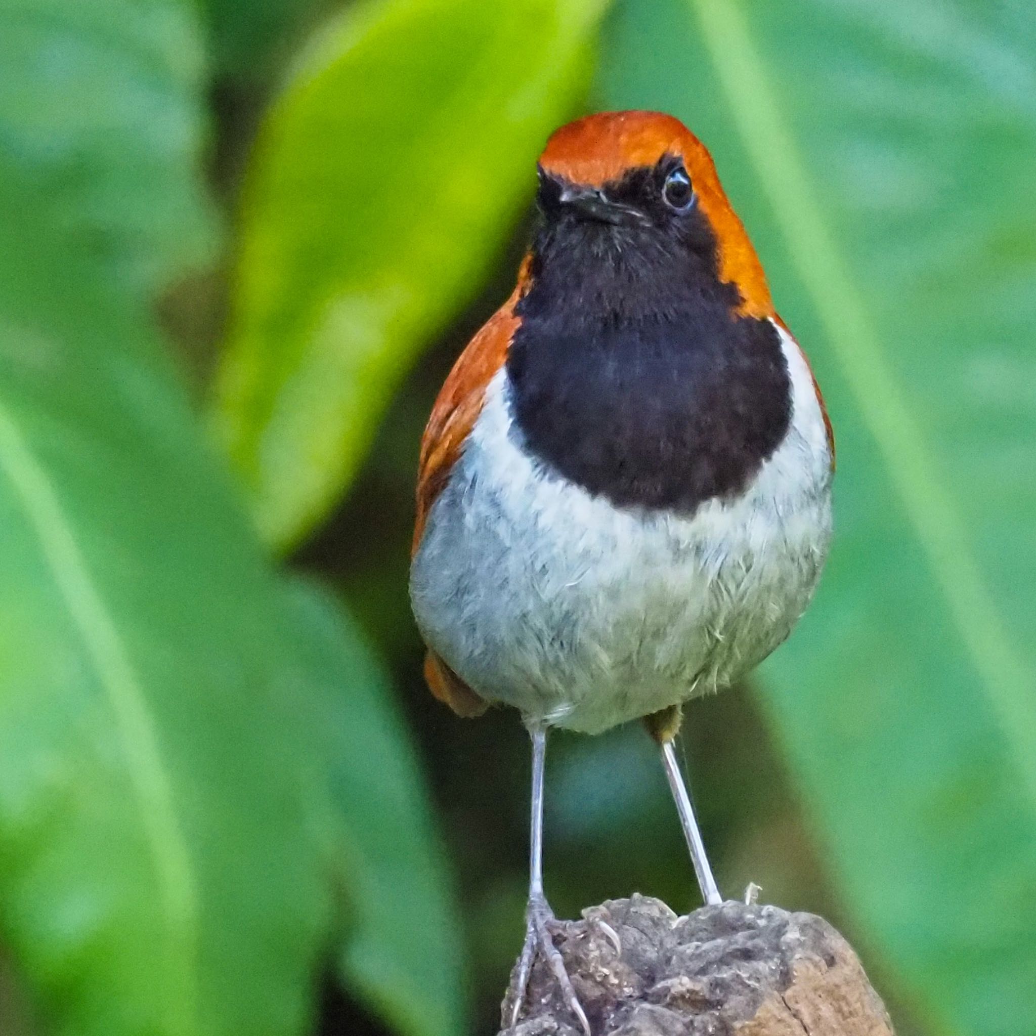 Photo of Ryukyu Robin at Kunigamison by okamooo