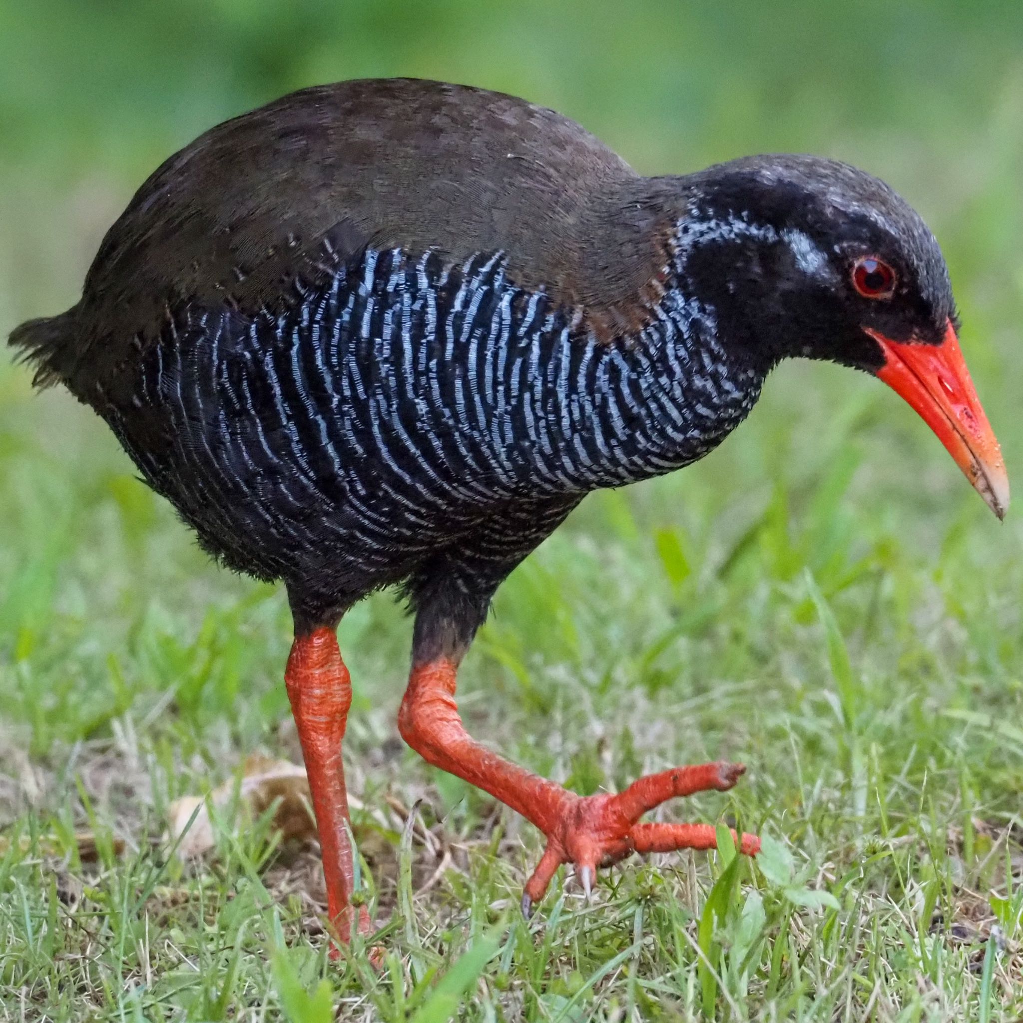 Photo of Okinawa Rail at Kunigamison by okamooo