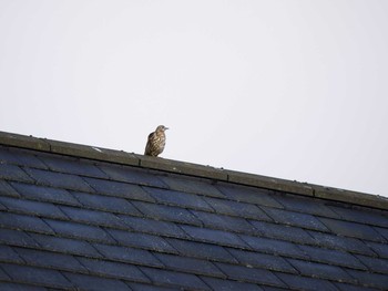 Mistle Thrush イギリス Tue, 2/18/2014