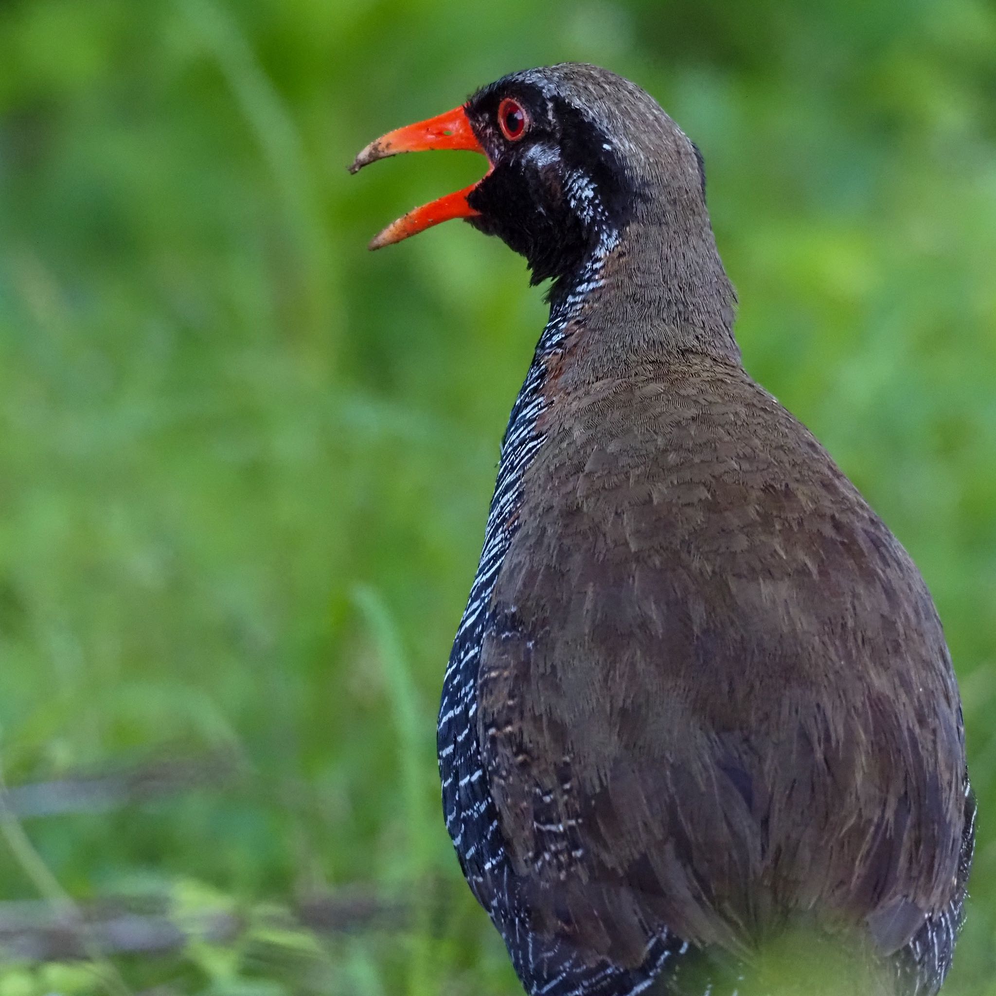 Photo of Okinawa Rail at Kunigamison by okamooo