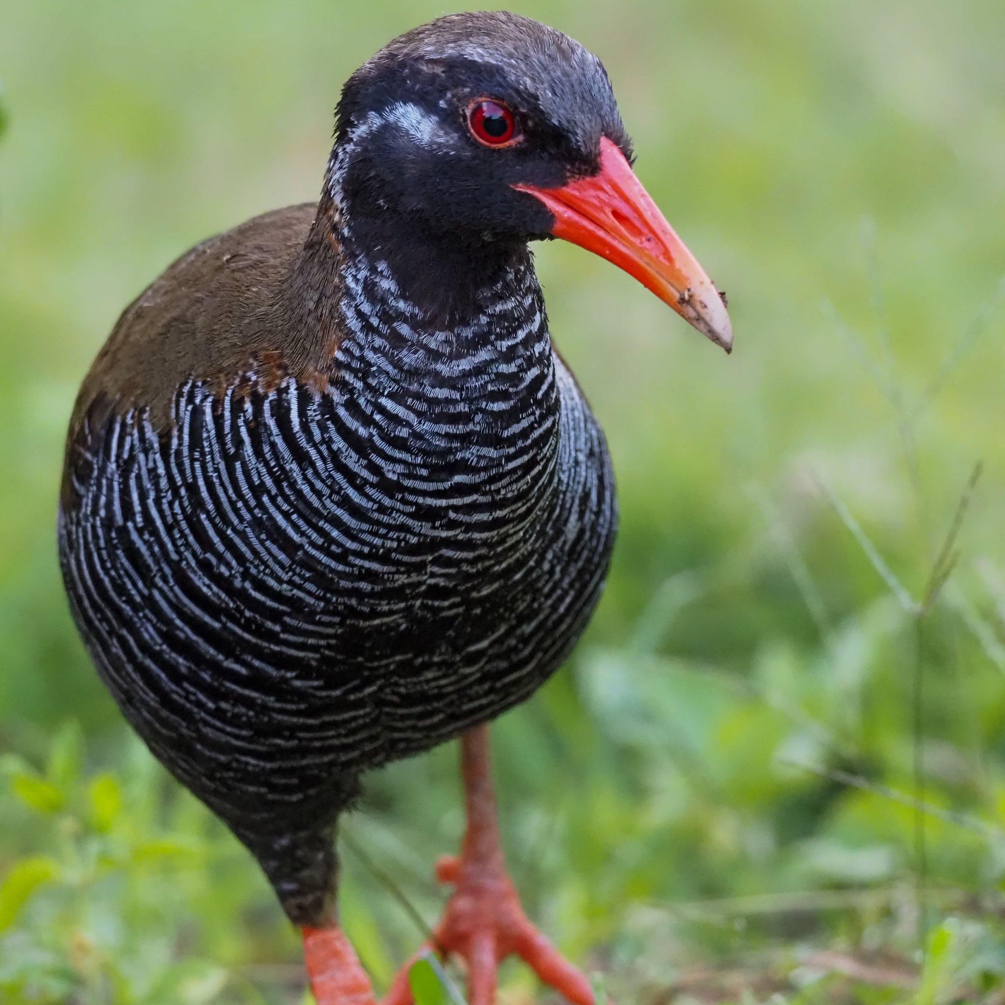 国頭村(沖縄県) ヤンバルクイナの写真 by okamooo