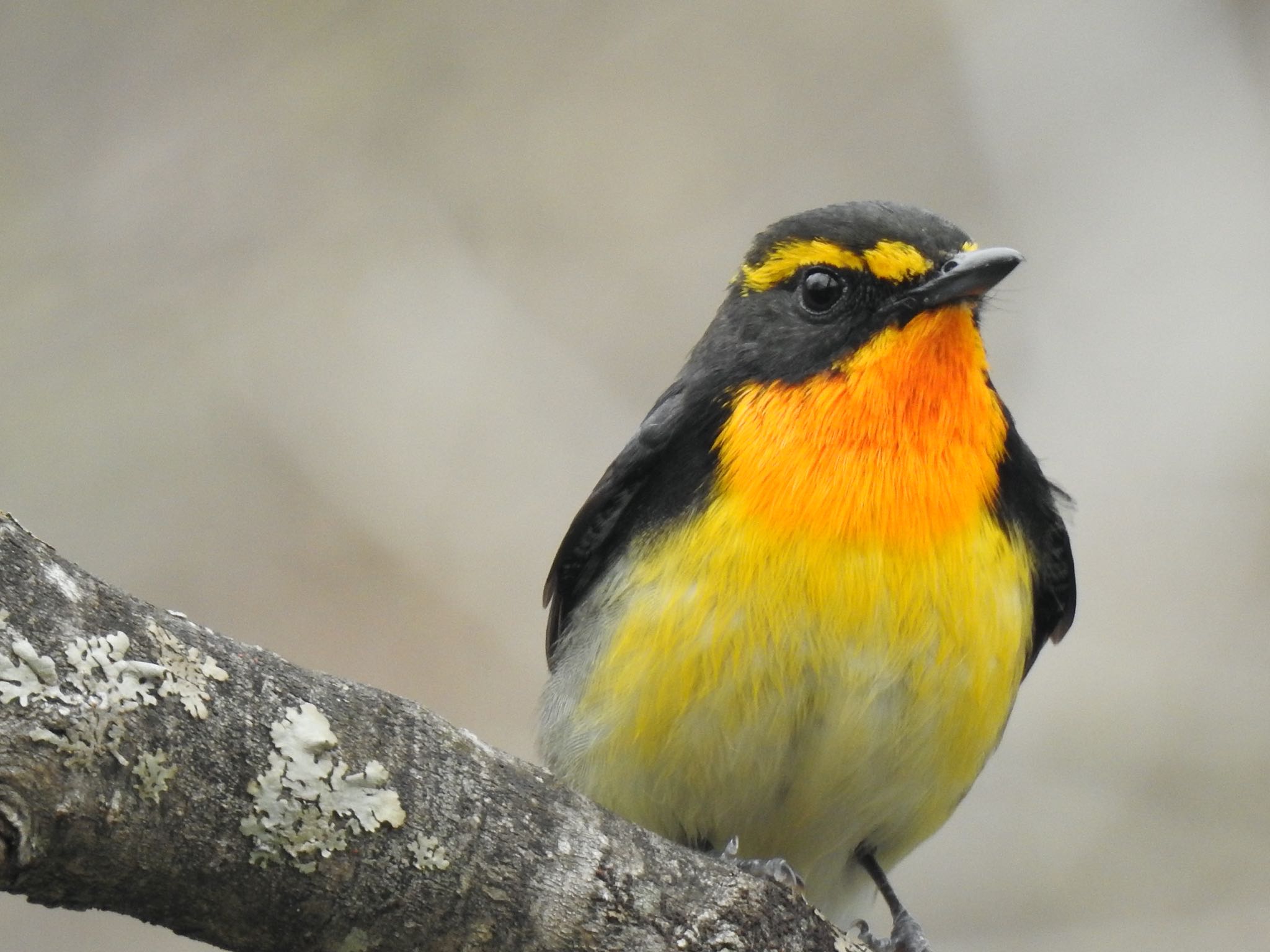 Narcissus Flycatcher