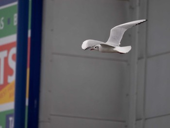 Black-headed Gull イギリス Tue, 2/18/2014