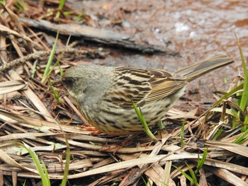 2017年5月9日(火) 上高地の野鳥観察記録