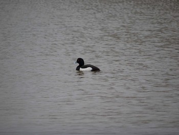 Tufted Duck イギリス Mon, 2/17/2014