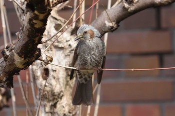 Brown-eared Bulbul 岐阜市 Sun, 2/23/2020